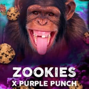 Zookies 3 u. fem. Tramuntana Seeds