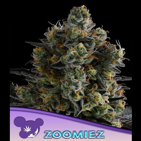 Zoomiez 3 u. fem Anesia