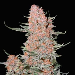 Ztrawberriez Auto  10 u. fem. FastBuds Seeds