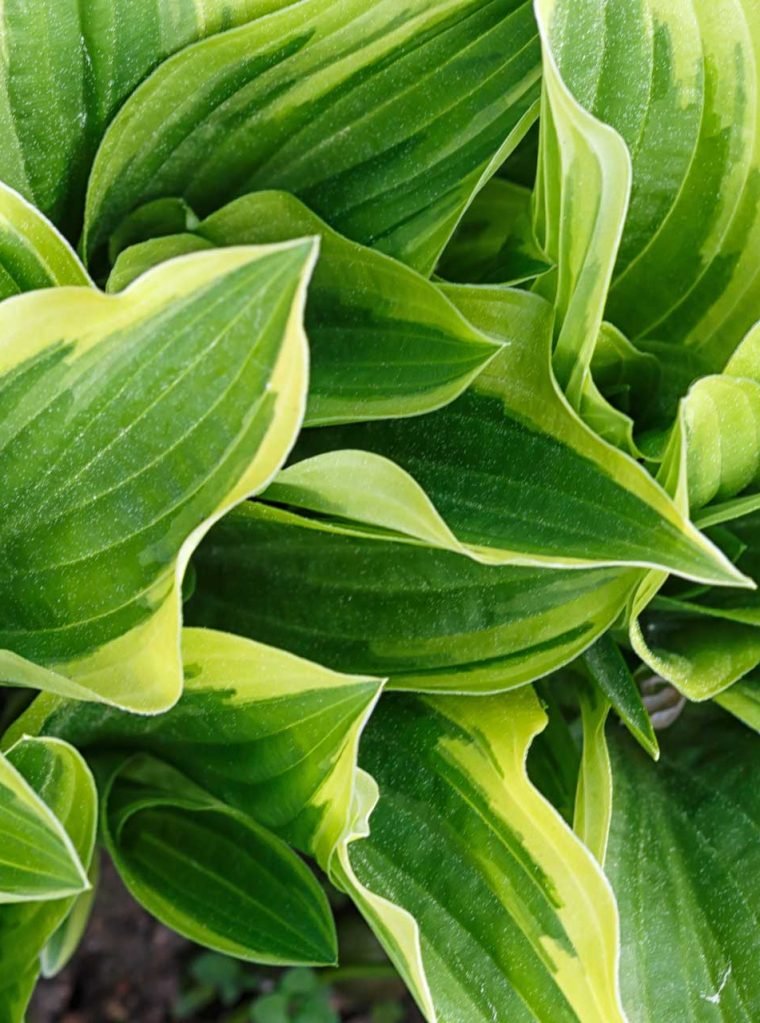 yellow-and-green-variegated-hosta-in-spring-shady-garden-e1653295454250.jpg yellow-and-green-variegated-hosta-in-spring-shady-garden-e1653295454250.jpg
